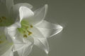 EasterLillies03