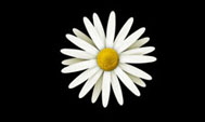 Daisies_on_Green_MDE01